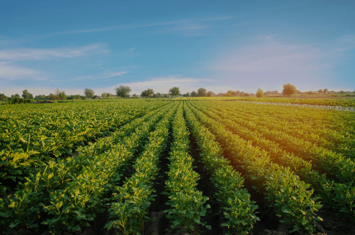 potato-plantations-grow-field-vegetable-rows-farming-agriculture-landscape-1-1.png